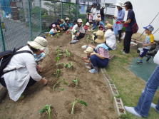 さつま芋の植え付けの様子